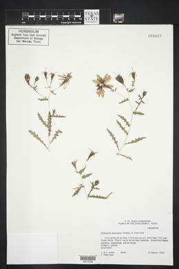 Mentzelia mexicana image