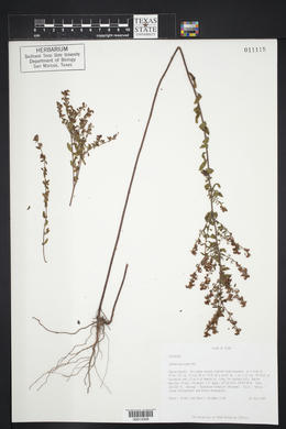 Lechea mucronata image