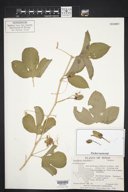 Passiflora incarnata image