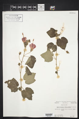 Malvaviscus arboreus var. drummondii image