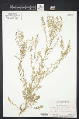 Lepidium austrinum image