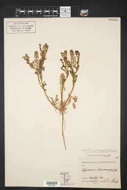 Lepidium lasiocarpum image