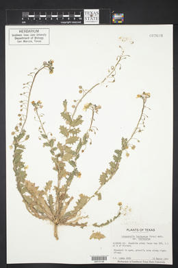 Paysonia lasiocarpa image