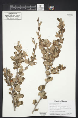 Cercocarpus montanus image
