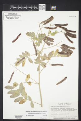 Senna lindheimeriana image