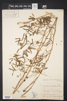 Schrankia hystricina image
