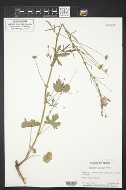 Callirhoe leiocarpa image