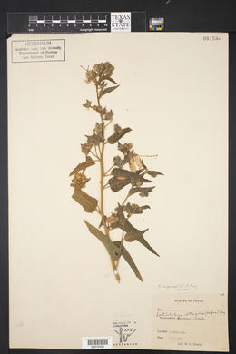 Kosteletzkya virginica image