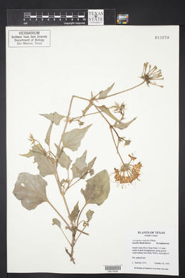 Nyctaginia capitata image