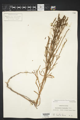 Salicornia bigelovii image
