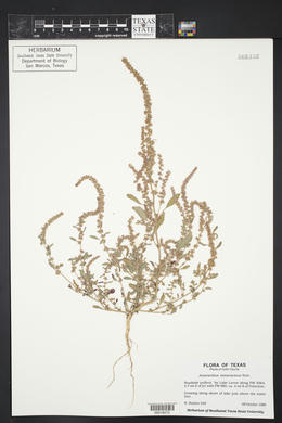 Amaranthus tuberculatus image