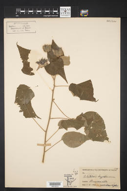 Abutilon hypoleucum image