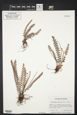 Astrolepis sinuata subsp. sinuata image