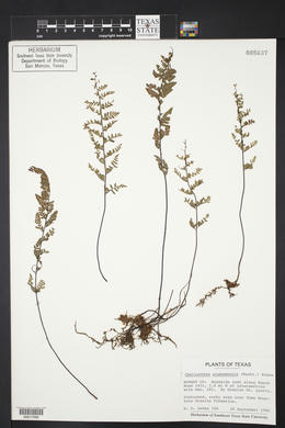 Myriopteris alabamensis image