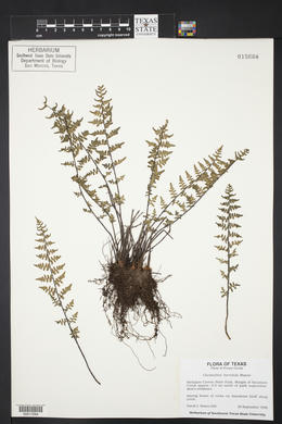 Myriopteris scabra image