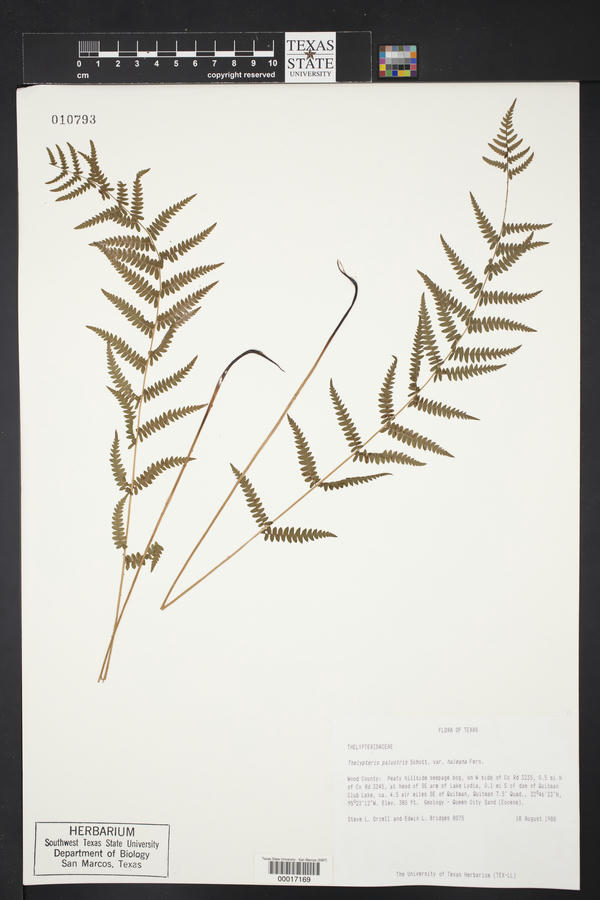 Thelypteris palustris var. haleana image