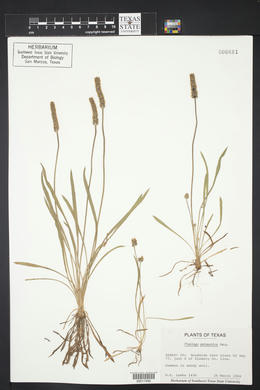 Plantago patagonica image