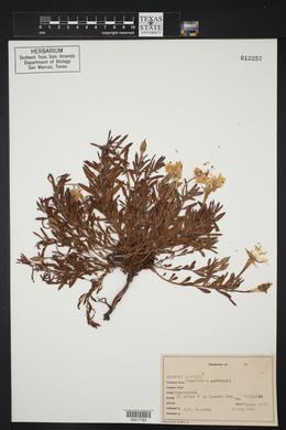 Calylophus hartwegii subsp. hartwegii image