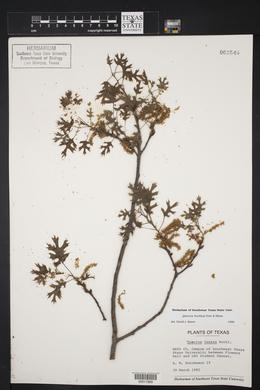 Quercus buckleyi image
