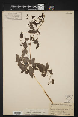 Clematis pitcheri image