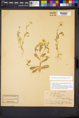 Astranthium integrifolium subsp. ciliatum image
