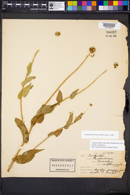 Rudbeckia amplexicaulis image
