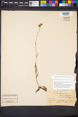 Hymenopappus scabiosaeus var. corymbosus image