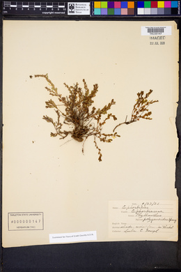 Phyllanthus polygonoides image