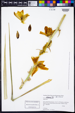Yucca arkansana image