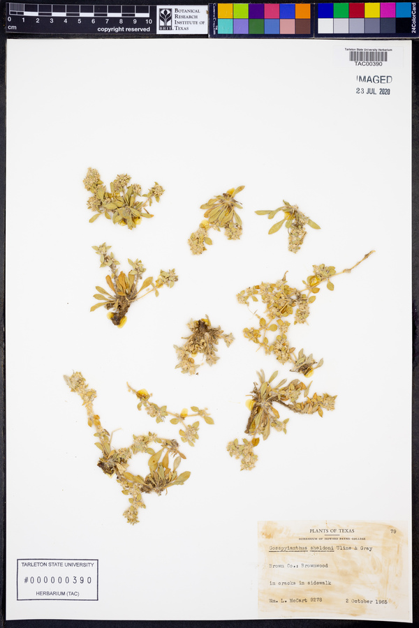 Gossypianthus sheldonii image