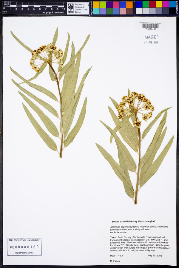 Asclepias asperula subsp. capricornu image