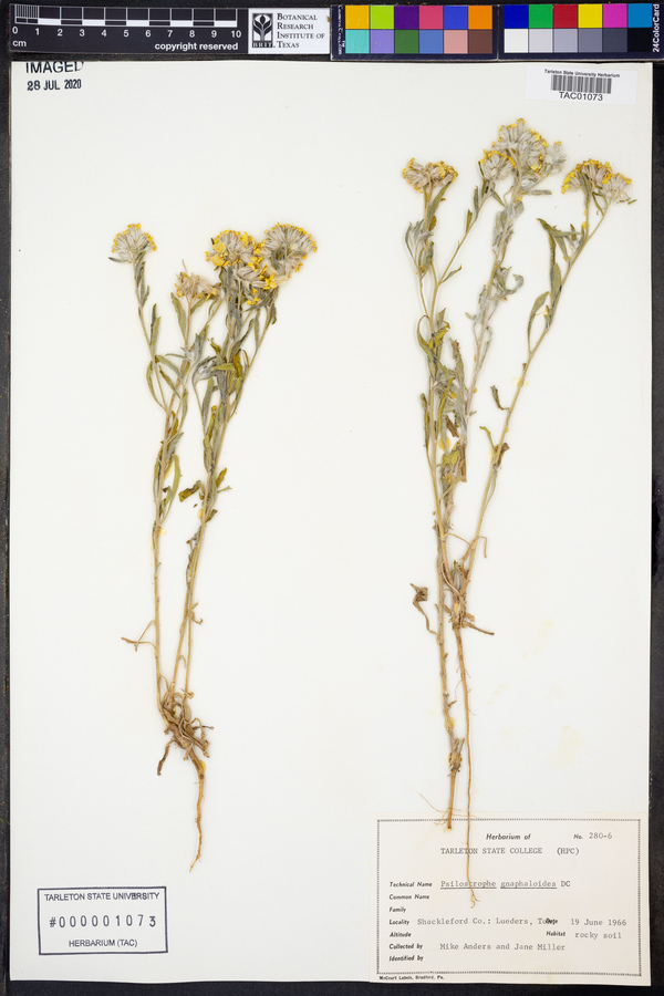 Psilostrophe gnaphalioides image