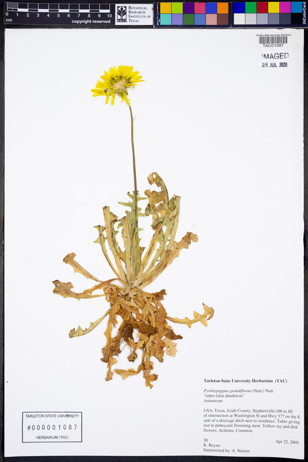 Pyrrhopappus grandiflorus image