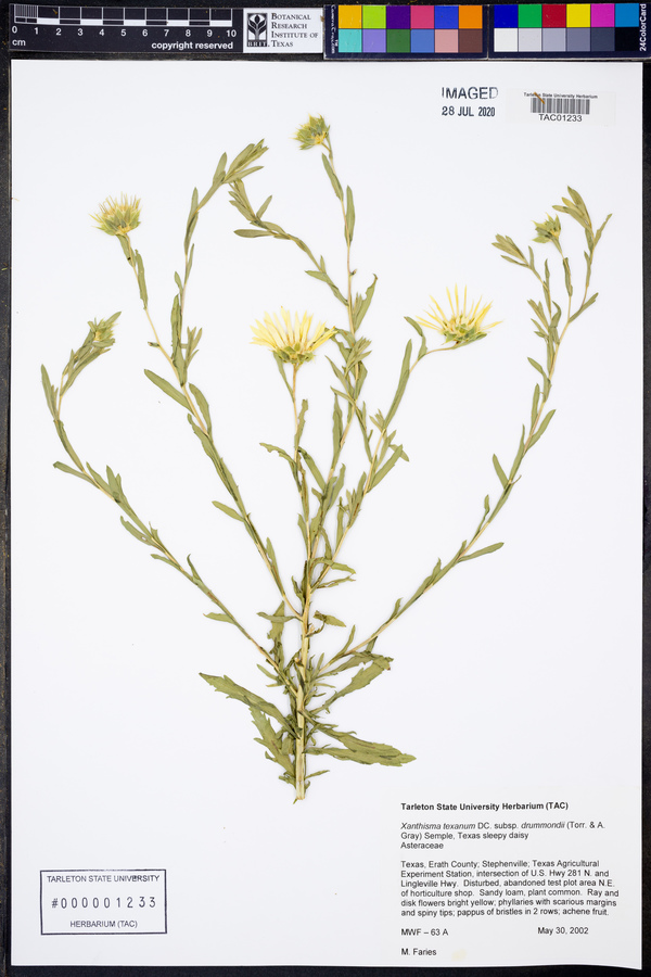 Xanthisma texanum var. drummondii image