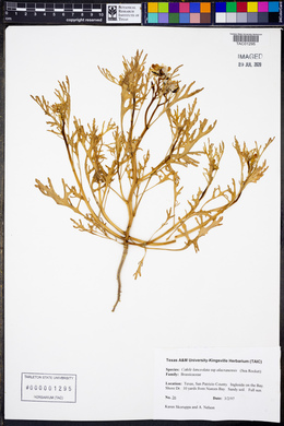 Cakile lanceolata subsp. alacranensis image