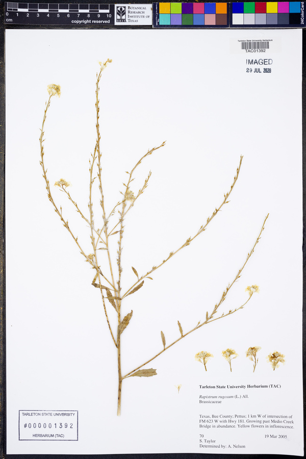 Rapistrum rugosum image