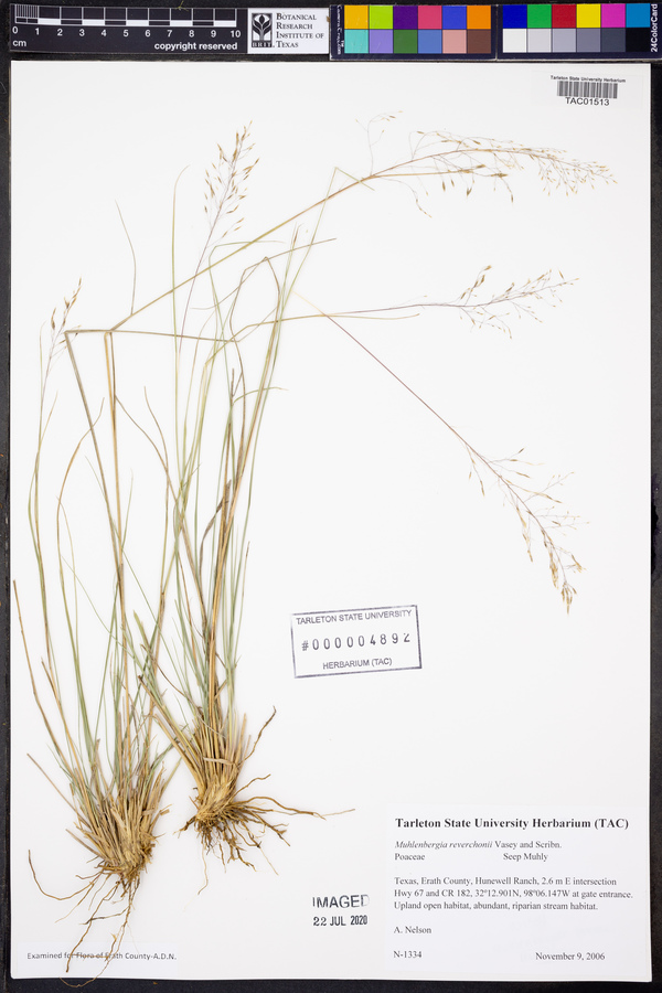 Muhlenbergia reverchonii image