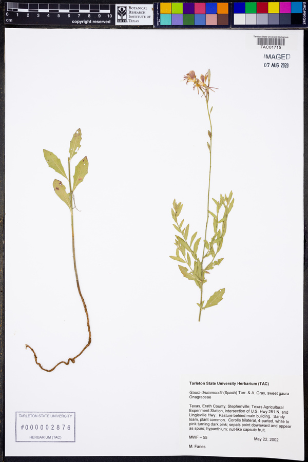 Oenothera xenogaura image