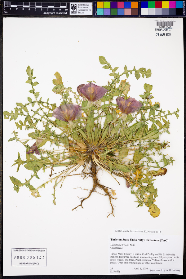 Oenothera triloba image