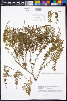 Acalypha radians image