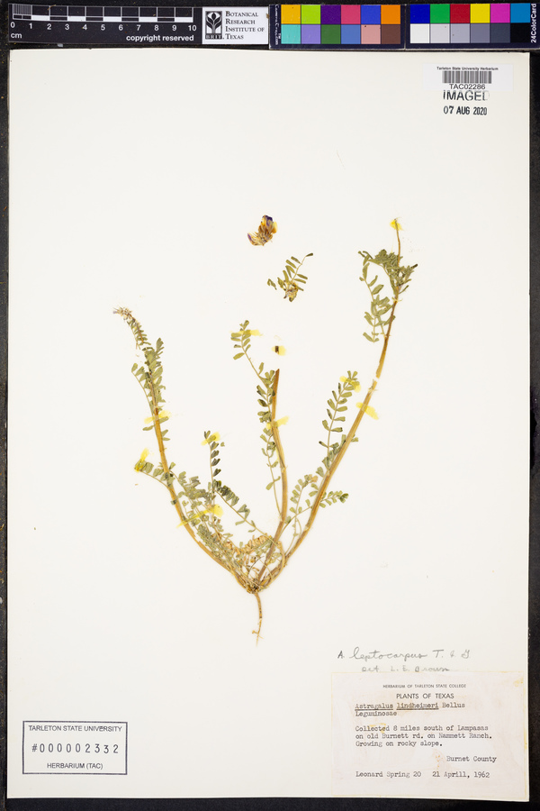 Astragalus leptocarpus image