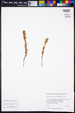 Spiranthes vernalis image