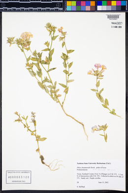 Phlox drummondii subsp. mcallisterii image