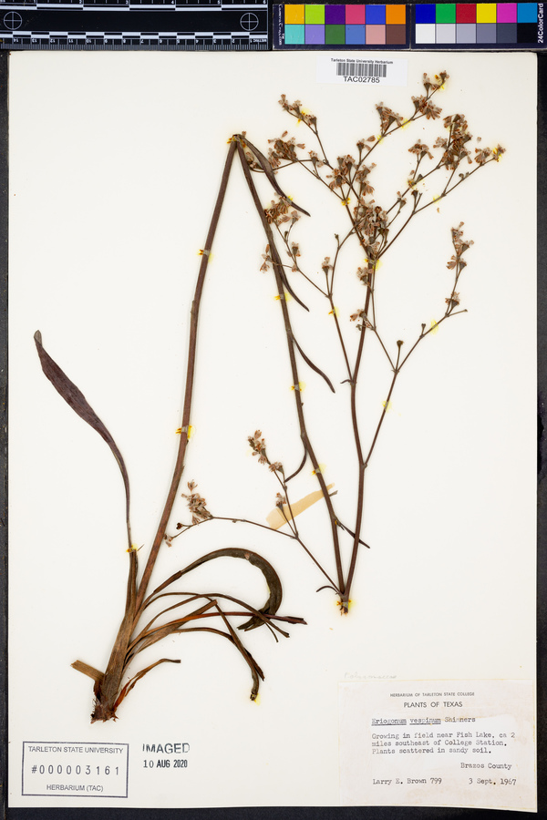 Eriogonum vespinum image