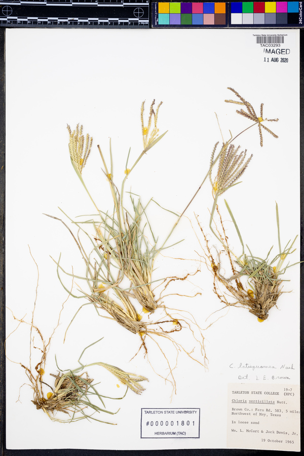 Chloris X subdolichostachya image