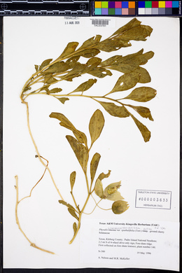 Physalis cinerascens var. spathulifolia image