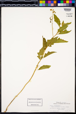 Solanum carolinense f. albiflorum image
