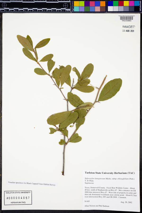 Sideroxylon lanuginosum subsp. oblongifolium image