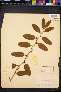 Smilax laurifolia image