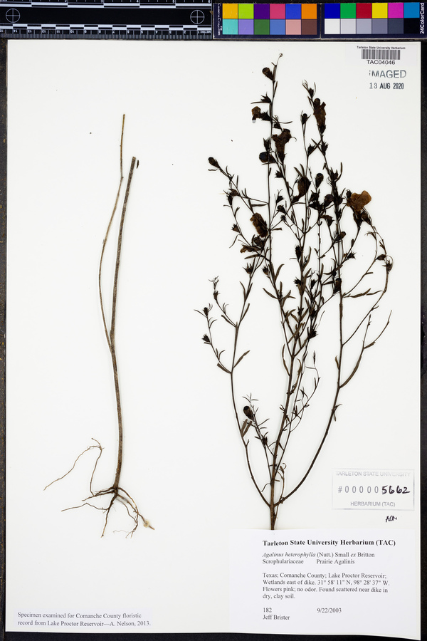 Agalinis heterophylla image
